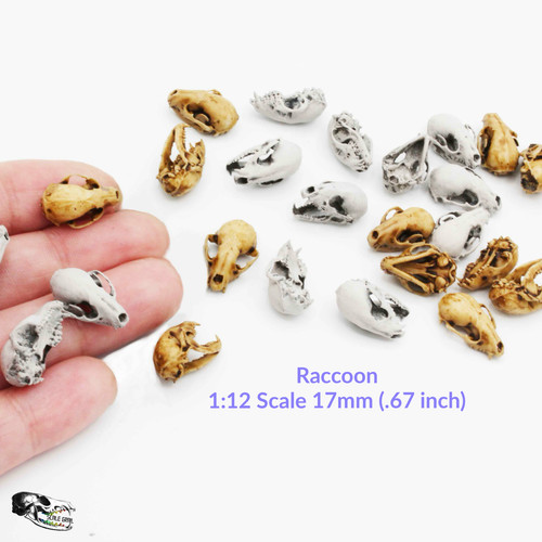 Raccoon skull 12 scale - -, 1:12