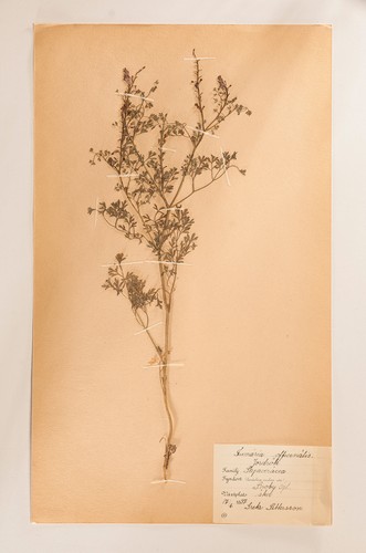 Pressed flower art 1930s - flower,