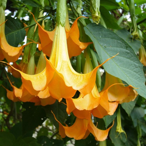 Yellow angel trumpet - yellow,