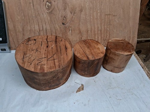 Maple wood western big - maple,
