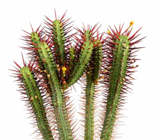 Euphorbia pentagona seeds - seeds,