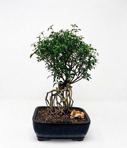 Serissa bonsai tree - serissa, a
