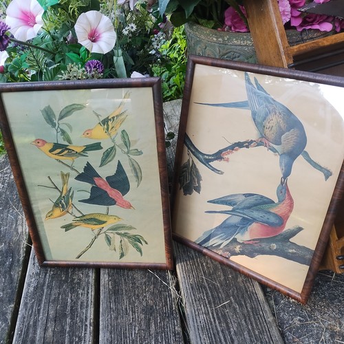 Audubon bird prints - prints, antique