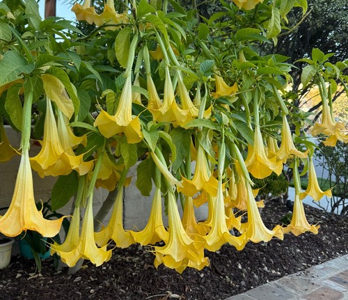 Live rooted yellow angel - 1,
