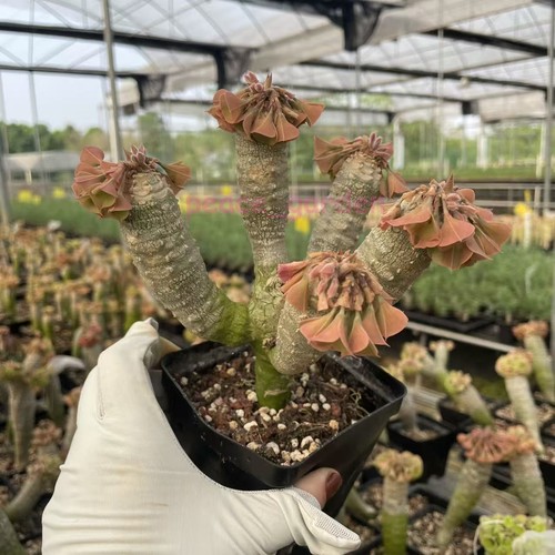 Multi heads raresucculent - multi,