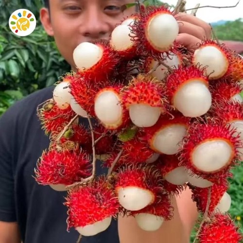 R3d rambutan s3eds - rambutan, yield