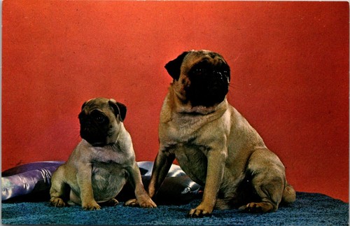 Pugs dog puppy - pugs, purebred