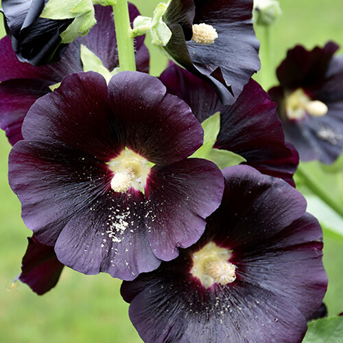 Nigra hollyhock seeds large - nigra,