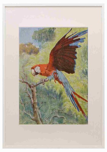 Birds other lands 1917 - birds,