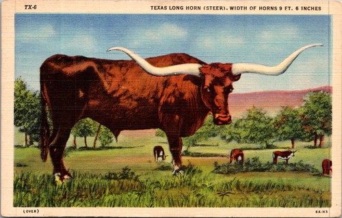 Texas long horn - texas, width