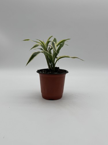 Dracaena sanderiana lucky - dracaena,