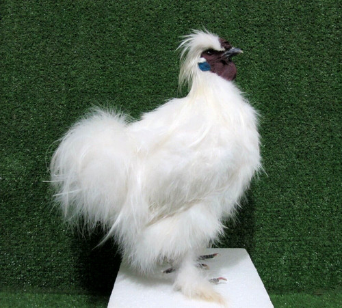 Large white silkie rooster - white,