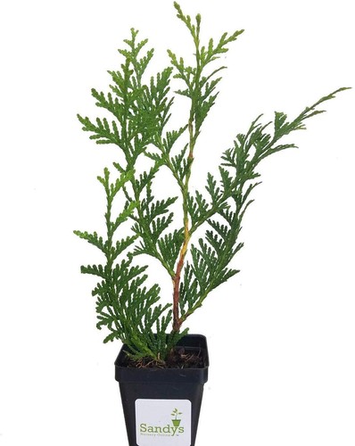 Thuja green giant arborvitae - giant, 3