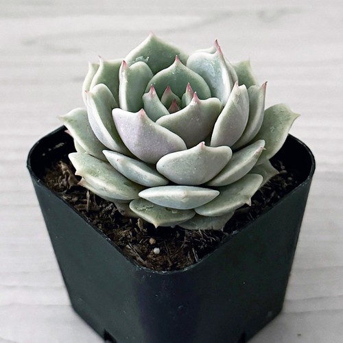 Succulent live plant - succulent,