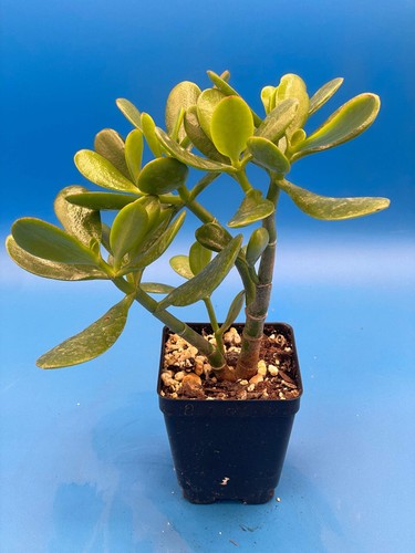Jade plant crassula - jade,