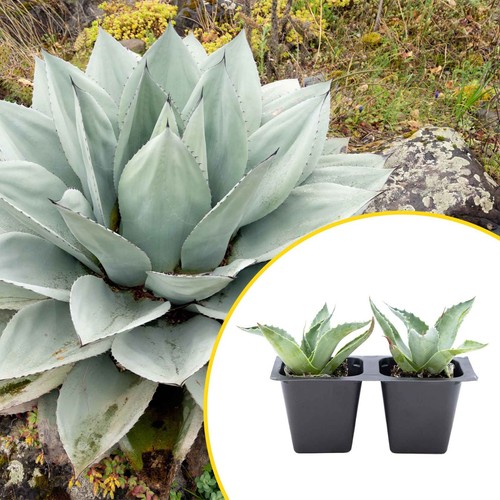 Whale tongue agave - 2,