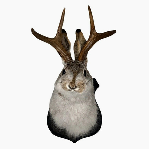 Jackalope mount - mount,,
