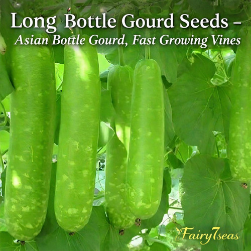 Long bottle gourd seeds - long,