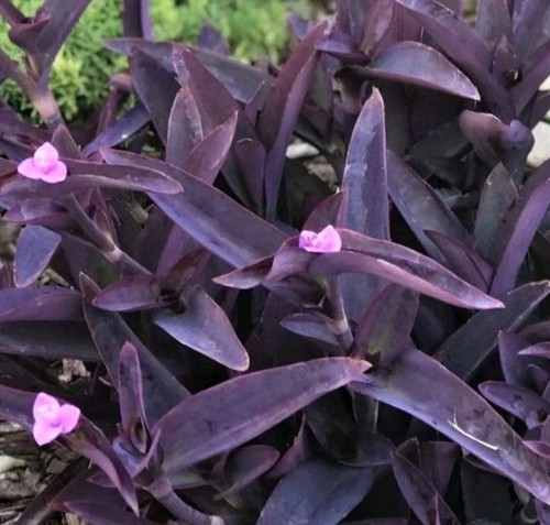Tradescantia purple heart - tradescantia,