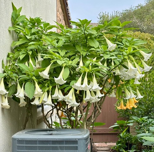 Live starter plant white - 1, live-