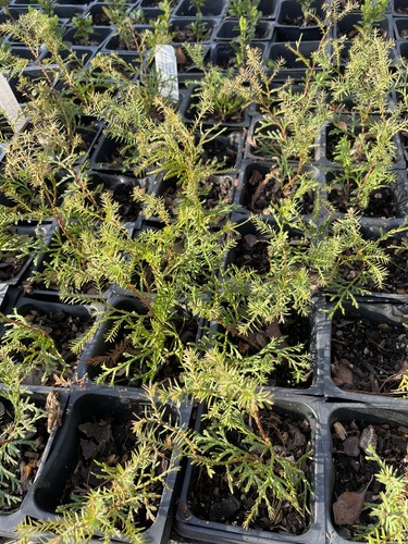 Sherwood moss arborvitae - moss,