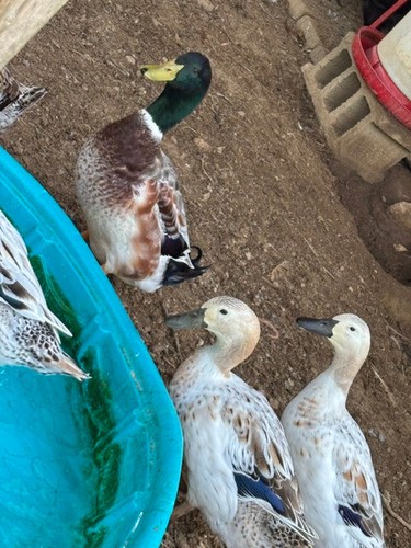 Purebred fertilized welsh - 10,