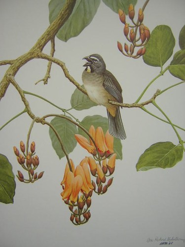 Don eckelberry grayish - don,