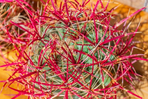 Ferocactus cylindraceus - ferocactus,