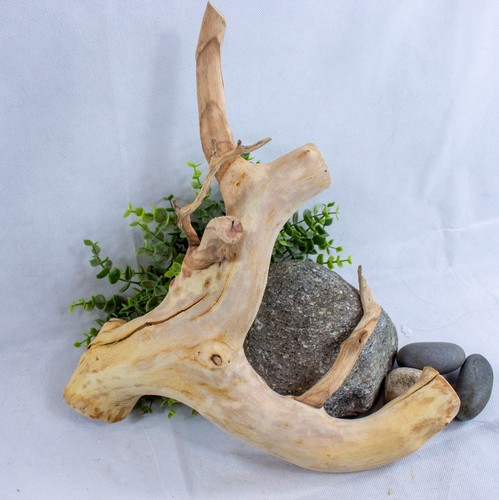 Manzanita driftwood branch - manzanita,