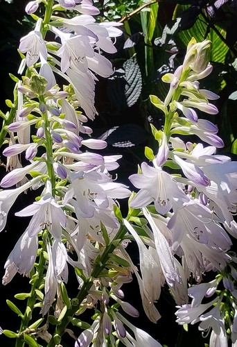 Hosta sum and substance - substance, 10