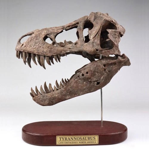 Tyrannosaurus rex skull - rex,