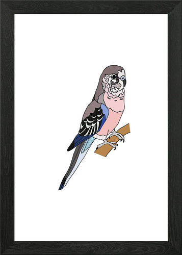 Bourkes parakeet framed - parakeet,