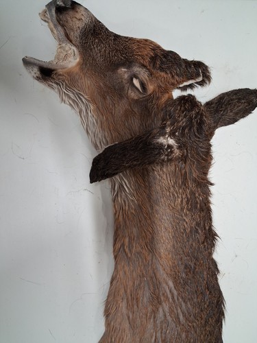Iowa deer cape with - iowa,