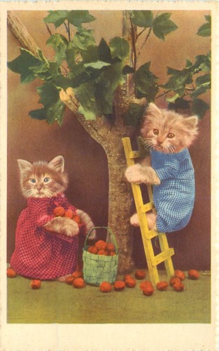 Dressed cat postcard - dressed, 9367
