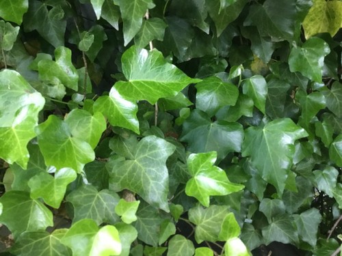 English ivy - ivy, /