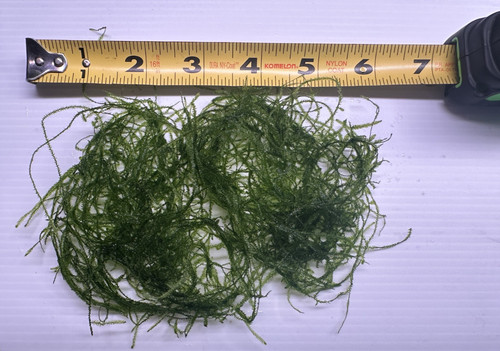 Live java moss ideal - live,