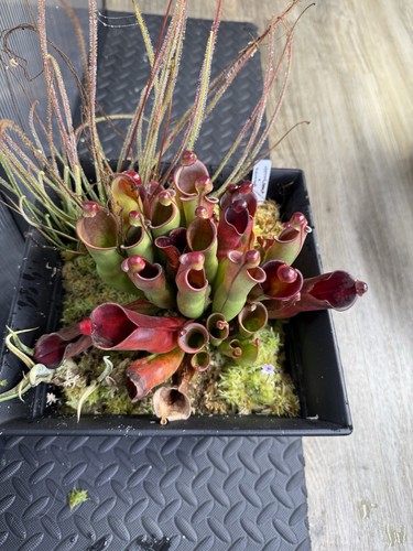 Heliamphora nutans - nutans, x