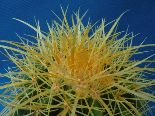 Golden barrel cactus nice - cactus,