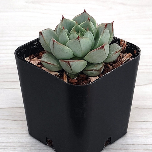 Succulent live plant - plant,