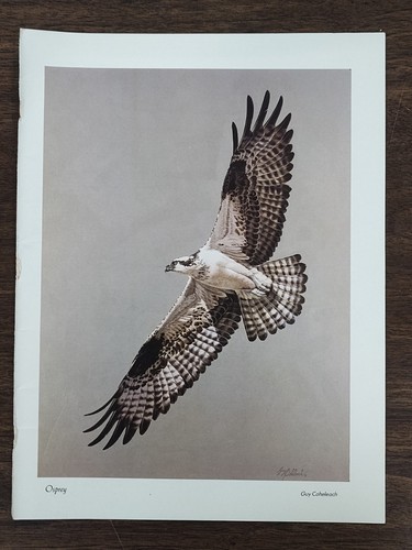1983 guy coheleach - guy, osprey