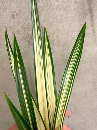Cymbidium sinense rui huang - cymbidium,