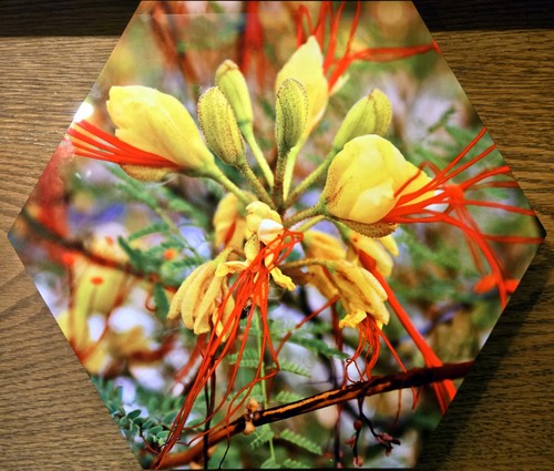 Bird paradise wall hanging - paradise,