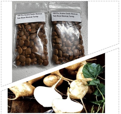 Bags 100 jicama seeds - bags, of