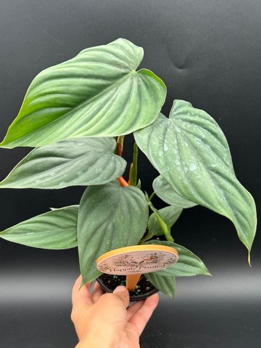 Philodendron colombia 4 - philodendron, 4"