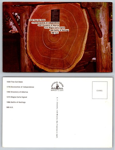 Vintage giant sequoia - sequoia, tree