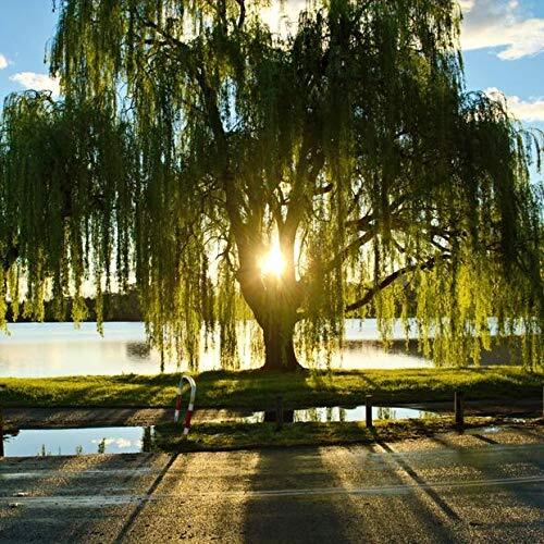 Golden weeping willow tree - golden,
