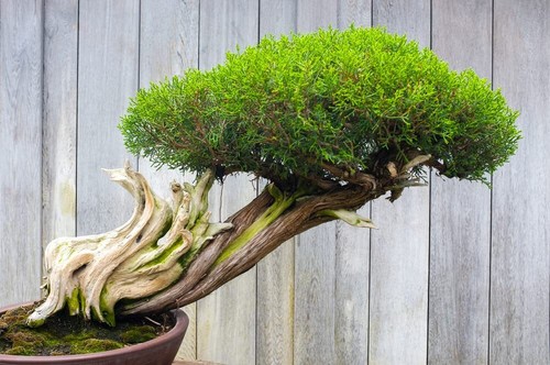 Thuja evergreen bonsai - bonsai, tree