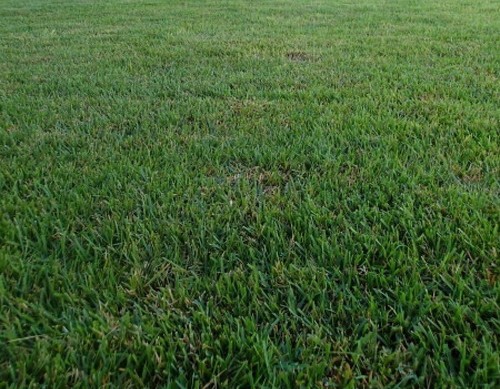 Zenith zoysia grass seed - zenith, 100%