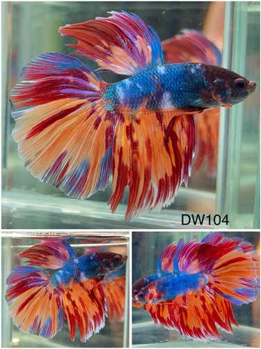 Male betta live fish koi - -,