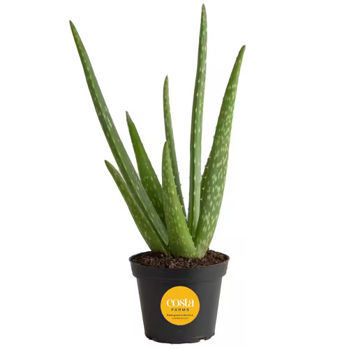 Aloe vera indoor plant - aloe, 4